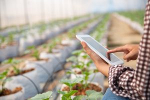 I tecnici di veicoli agricoli e commerciali sono fondamentali d questi tempo, visto il cambiamento tecnologico che sta attraversando da sempre questo settore. Nella foto, una donna che esegue il controllo di una piantagione attraverso il tablet.